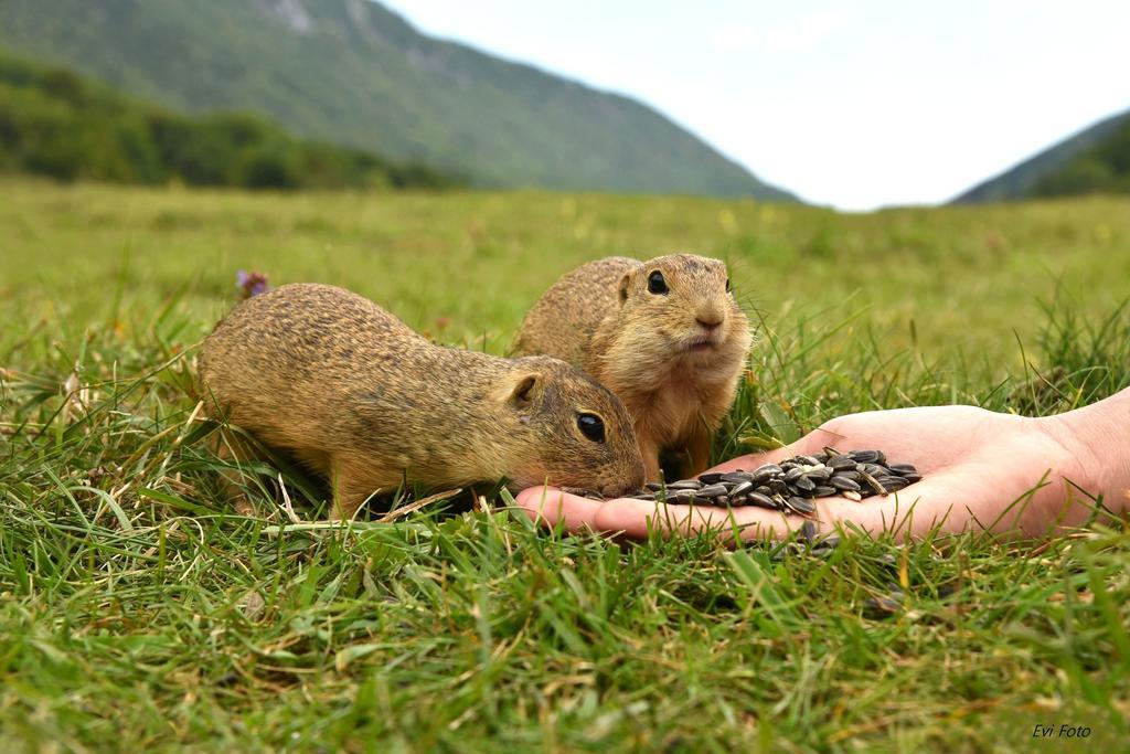 Planina *